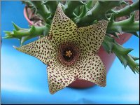 Orbea verrucosa 